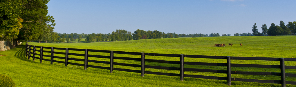 Green pastures of  horse farms