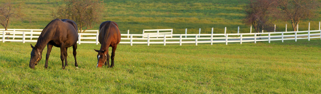 Horses grazing in the pasture at a horse farm in Kentucky
